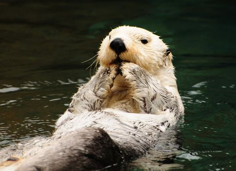 Arctic tundra white otter eating fish with contempt in water