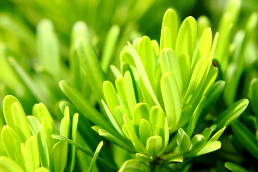 Fresh green grass close up