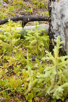 12 years after the forest fire, new trees are growing among charred logs.