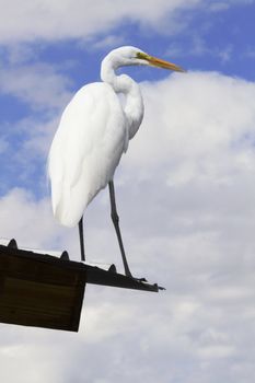 Long-legged, great white egret stands against the sky on the far edge of a roof's eave, at the very edge of man's world