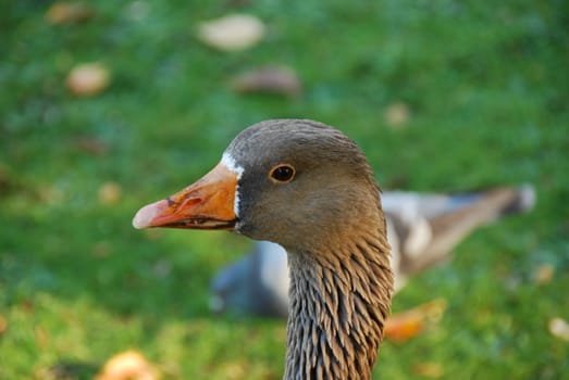 Close up of graylag goose (anser anser) with orange beak on green meadow background