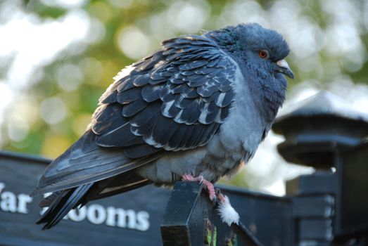 Close up of grey pigeon ruffled up  in cold weather