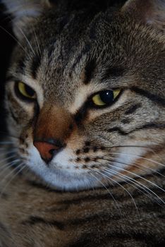 Close up of grey tabby domestic cat with yellow eyes