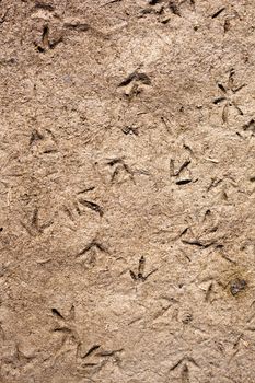 Footprints of birds in the mud