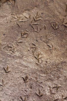 Footprints of birds in the mud