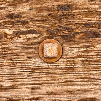 Rusty old bolt head sticks out of grainy wooden surface of weathered timber.