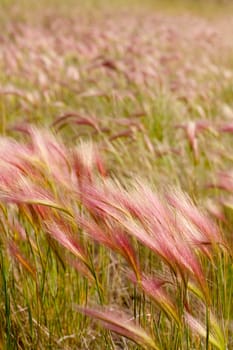 Mature Fox Tail Barley aka Squirrel Tail Grass (Hordeum jubatum) with red tint to seed stalks.