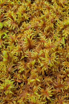 Peat Moss (Sphagnum) background pattern texture.
