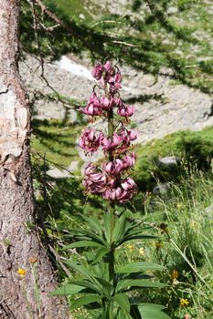 beautiful martagon Lilium plan with flowers