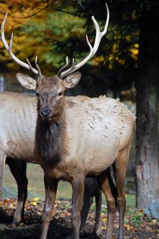 Wild elk on a beautifull day in autumn