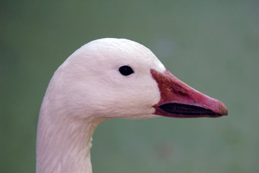 Close up portrait of a goose with a green background