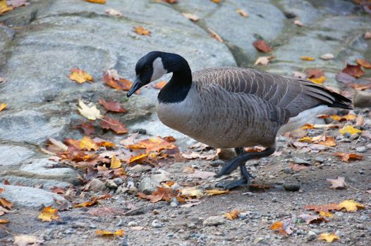 Picture of a canada geese walking on a rock