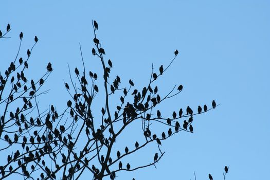 Flock of birdsin a tree