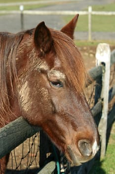 A close up of a horses head