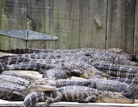 Sleeping Gators