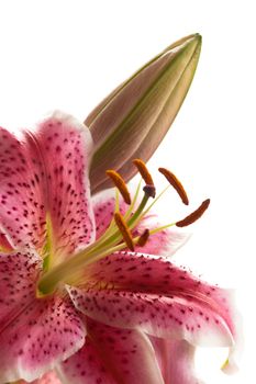 Stargazer lilies (Lilium "Stargazer") isolated on white