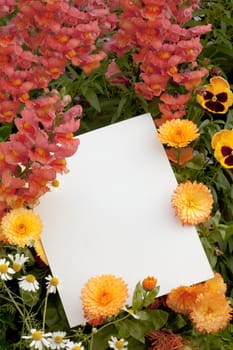 Garden flowers with white copyspace for your greeting message