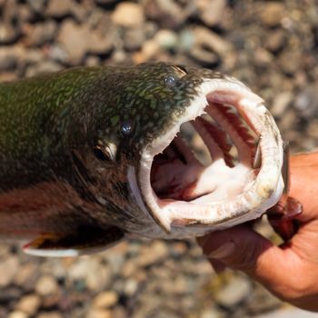 Big open mouth of freshly caught Lake Trout (Salvelinus namaycush)