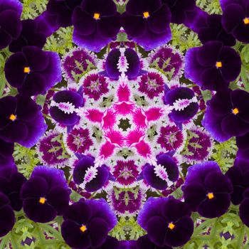 Kaleidoscopic altered image of garden flowers (pansies, dianthus) resembling a mandala