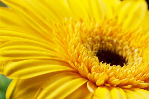 Macro view of heart of yellow daisy