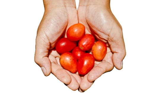Farmer's palm with small tomatos inside
