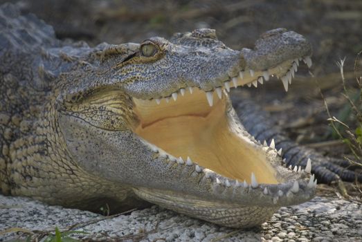Closeup of Alligator (alligator mississippiensis) - landscape orientation