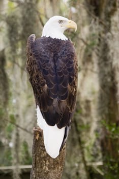 Close up of Bald Eagle (haliaeetus leucocephalus) - portrait orientation