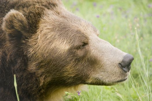 Wild Brown Bear (Ursus americanus horribilis) in Banff National Park Canada