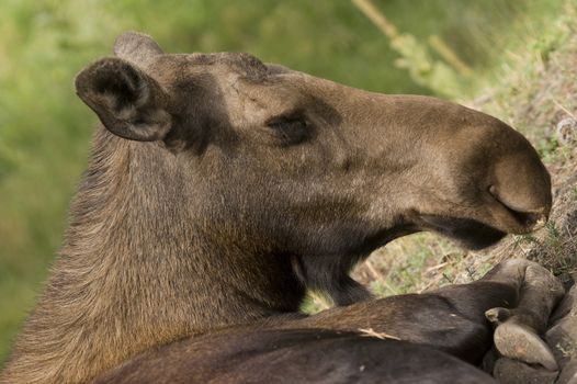 Moose (Alces alces) in Banff National Park Canada