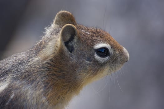 Close up of Golden Mantled Ground Squirrel (Spermophilus lateralis)