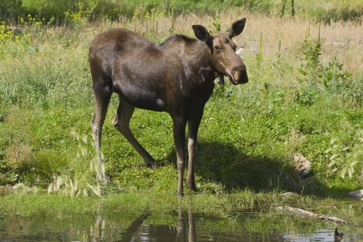 Moose (Alces alces) in Banff National Park Canada