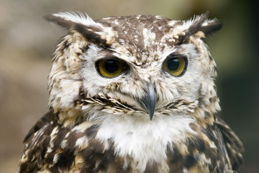 European Eagle Owl (Bubo Bubo Bubo) looking at viewer - landscape orientation