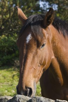 Close up of stallion in Peak District National Park 
