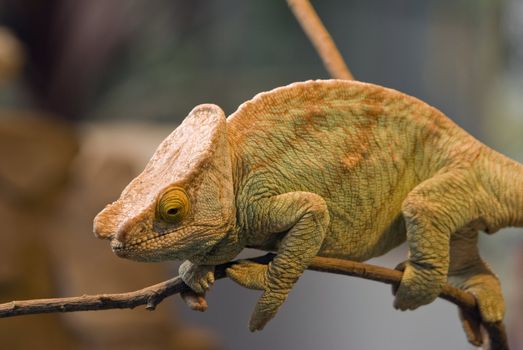 Parsons Chameleon (Chamaeleo parsonii) - landscape orientation