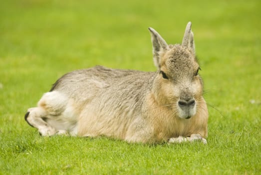 Patagonian Hare (Dolichotis patagonum) - landscape orientation