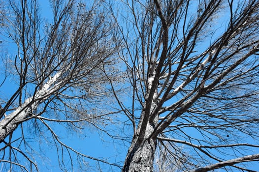 The aftermath of a devastating forest fire on pine trees