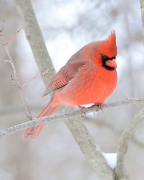 A male cardinal perched on a tree branch.