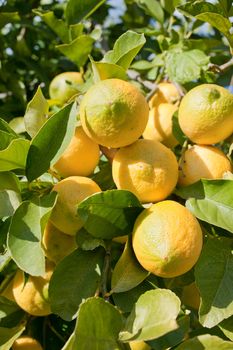 Lemon tree branch loaded with fresh fruit