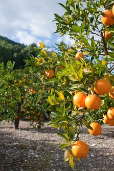 Orange tree  loaded with fresh fruit ready to pick