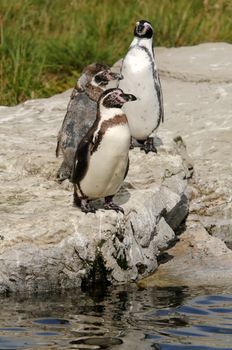 Closeup of a Humboldt Penguin (Spheniscus humboldti)