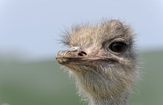 Close up of an Ostrich (Struthio camelus)