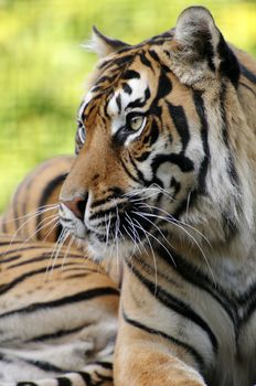 Closeup of Sumatran Tiger (Panthera tigris sumatrae)