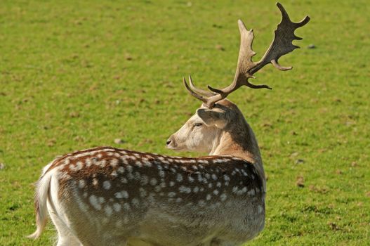 Close up of a Fallow Deer buck (Dama dama)