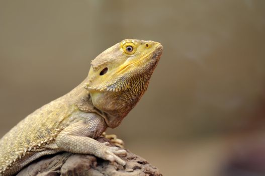 Close up of a Central Bearded Dragon (Pogona vitticeps)