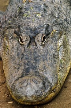 Close up of an Alligator (alligator mississippiensis)