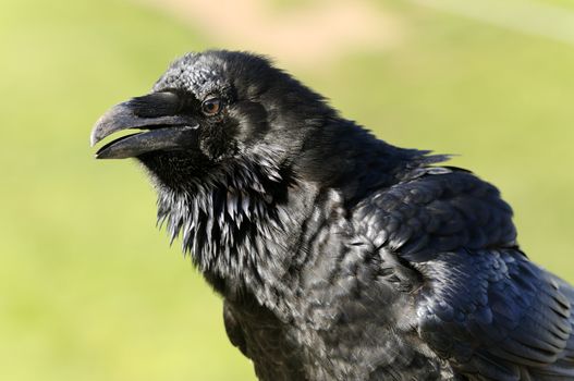 Close up of a Common Raven (Corvus corax)