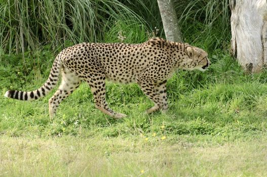 Close up of Cheetah (Acinonyx jubatus soemmeringii)