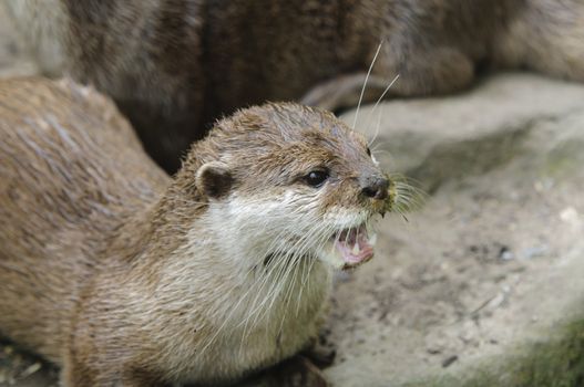 Closeup of Asian short-clawed otter (Aonyx cinerea)