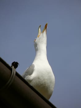 albatross standing on a roof and shouting aloud 