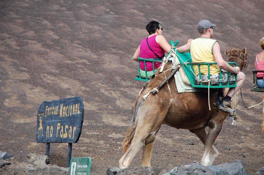 TIMANFAYA NATIONAL PARK, LANZAROTE, SPAIN - JUNE 10: Tourists riding on camels being guided by local people through the famous Timanfaya National Park in June 10, 2009